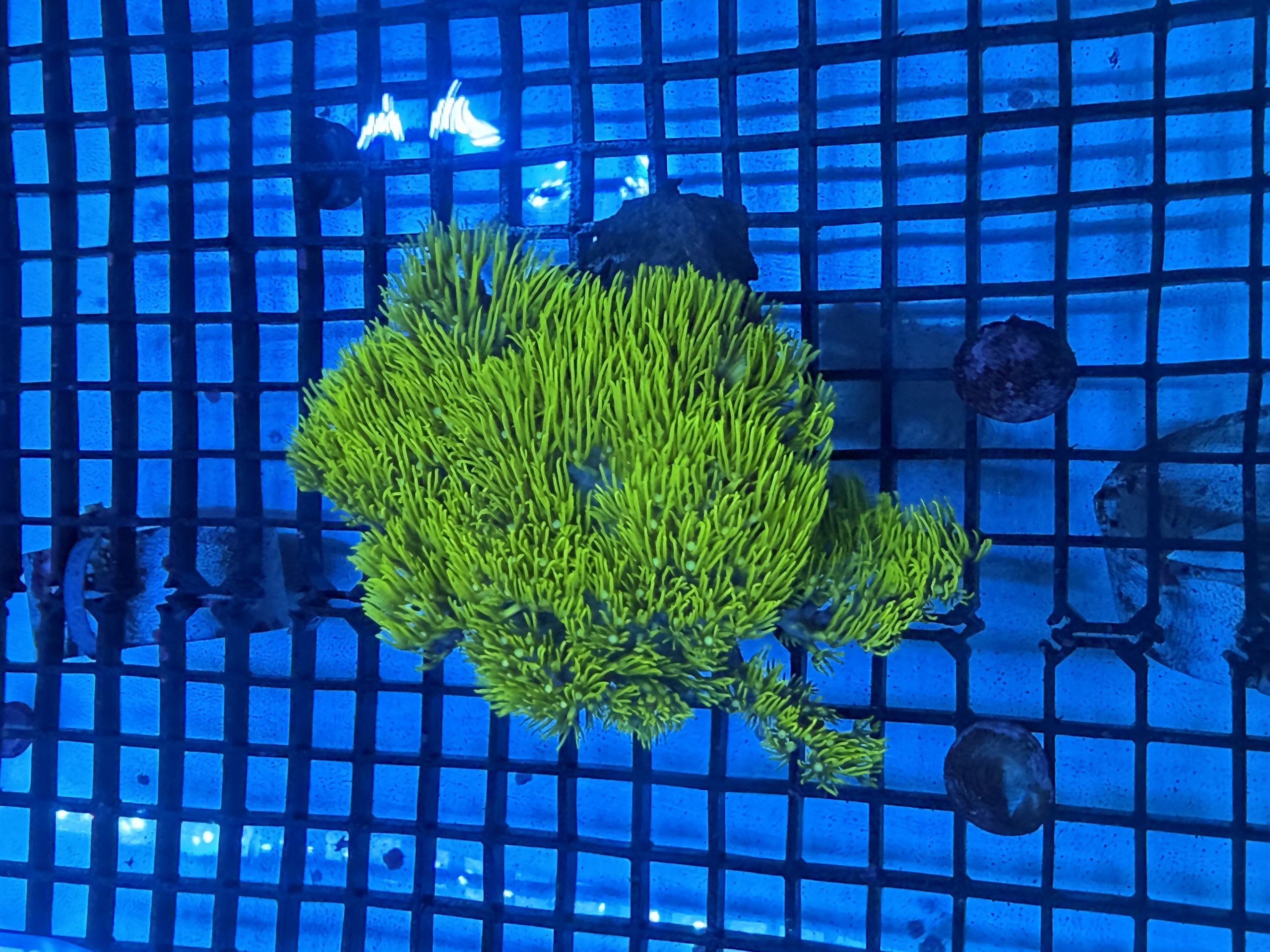 Metallic Branching GSP