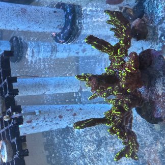 Montipora Spongodes