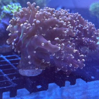 Orange Frogspawn