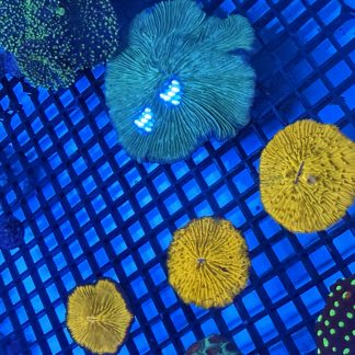 Orange Fungia Plate