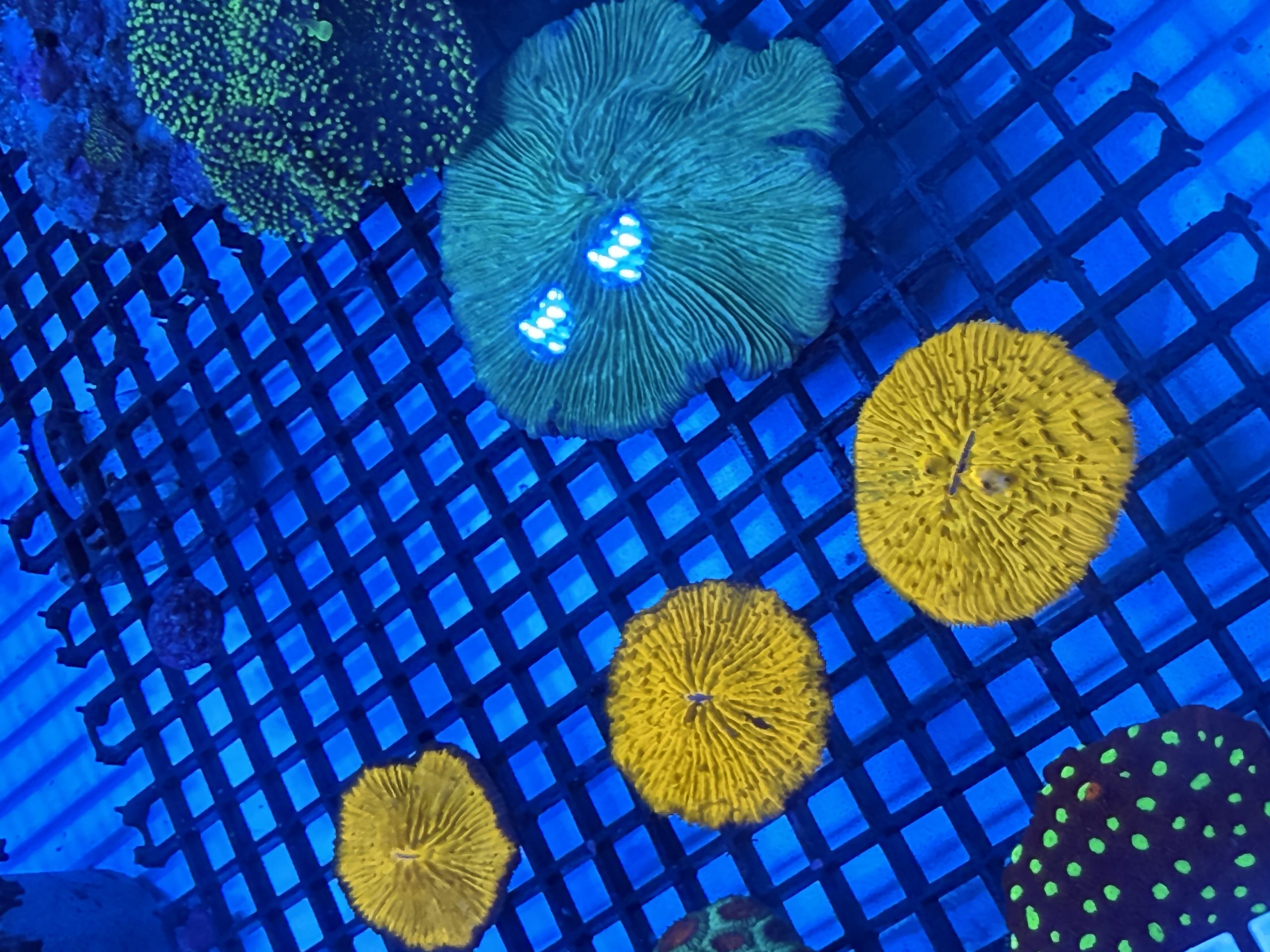 Orange Fungia Plate