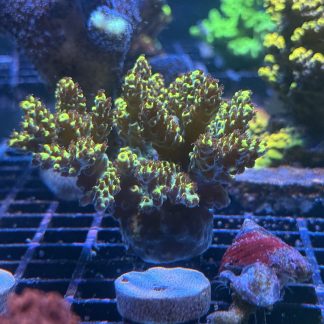 WYSIWYG Pikachu Acro Mini Colony