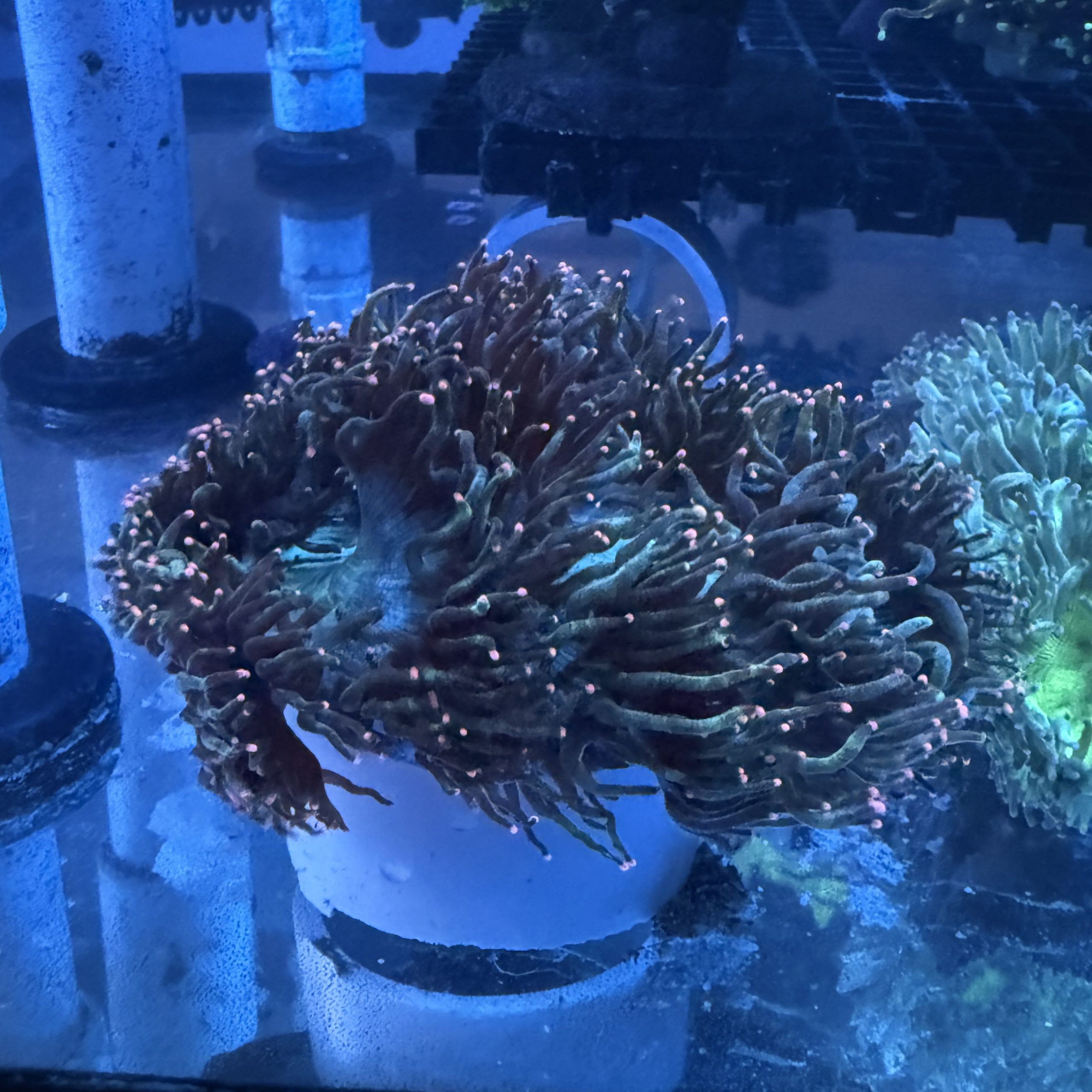 WYSIWYG Pink Tipped Elegance Coral