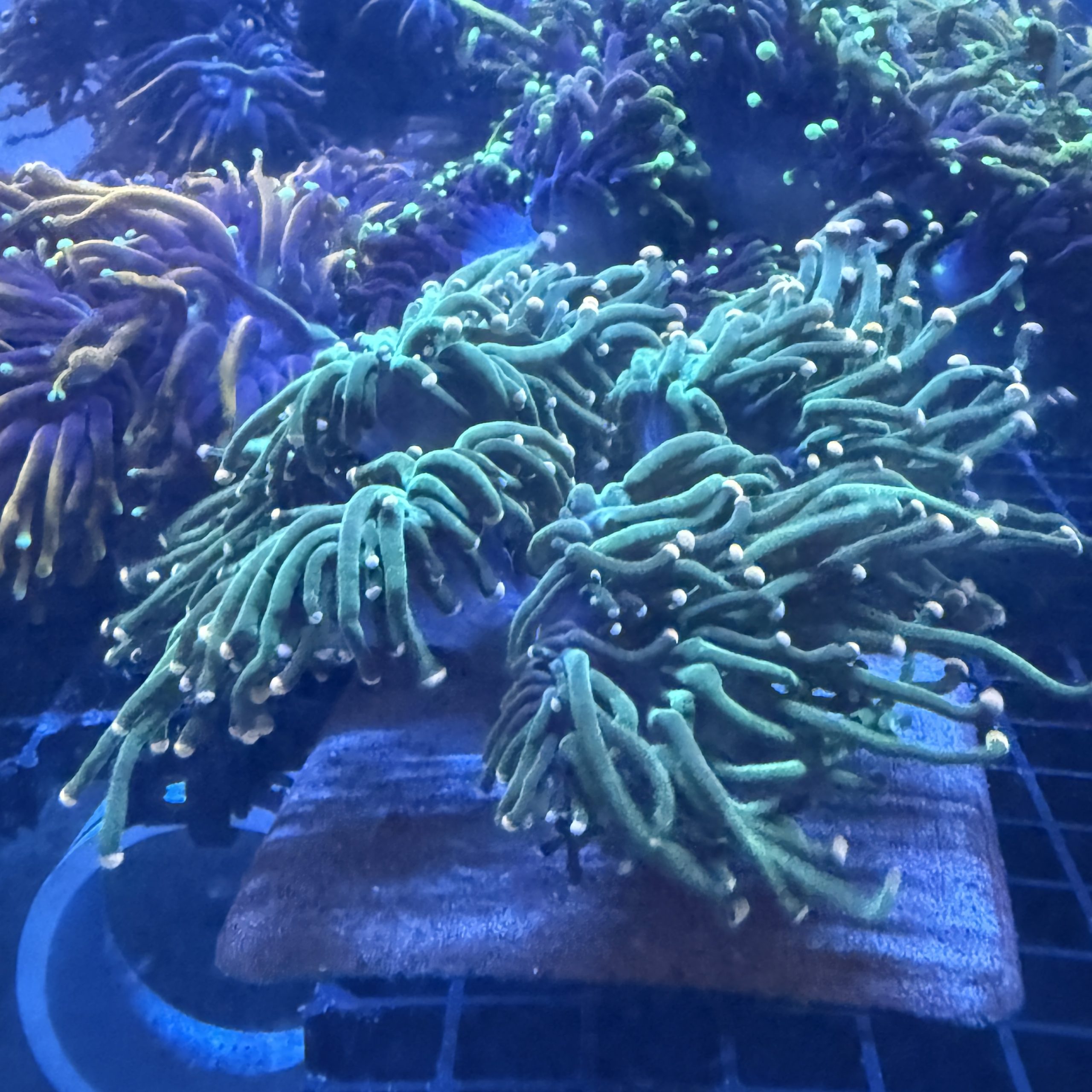 Pink Tipped Green Torch