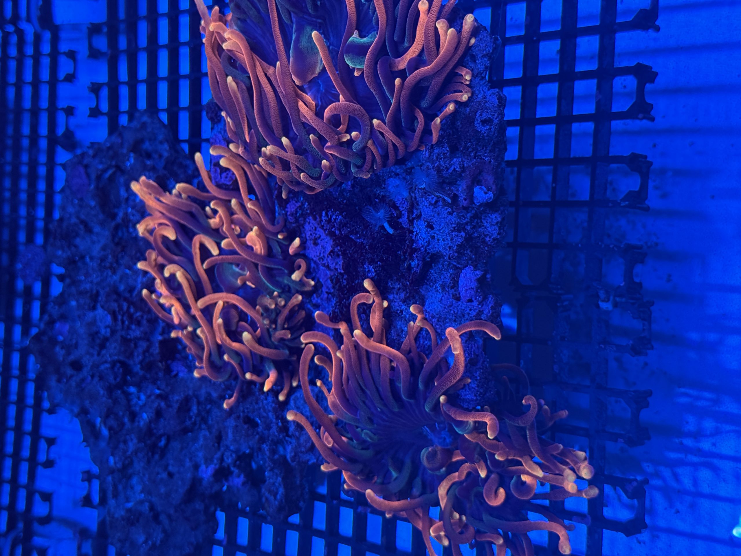 Rose Bubble Tip Anemone (RBTA) - Image 2