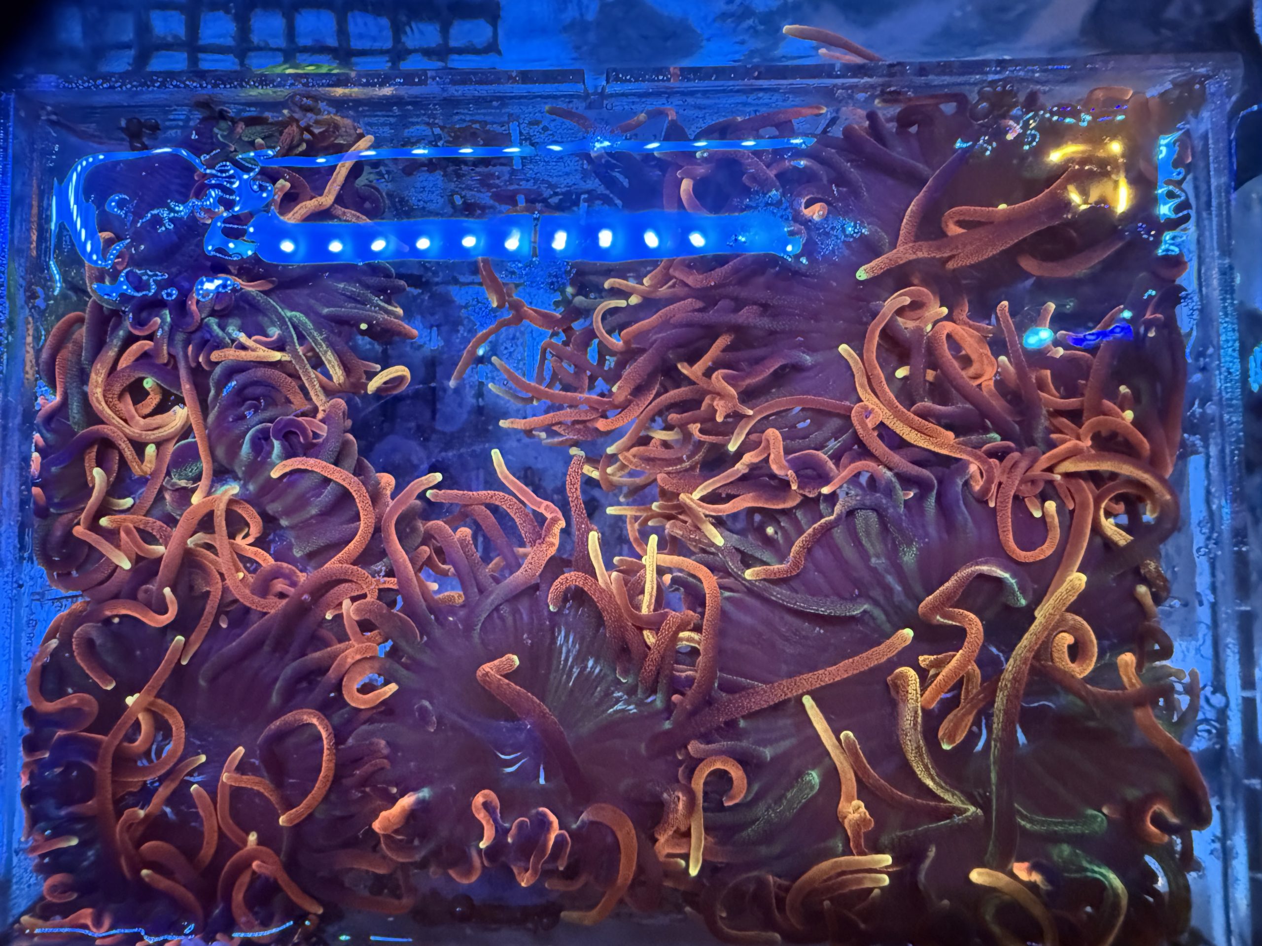 Rose Bubble Tip Anemone (RBTA)