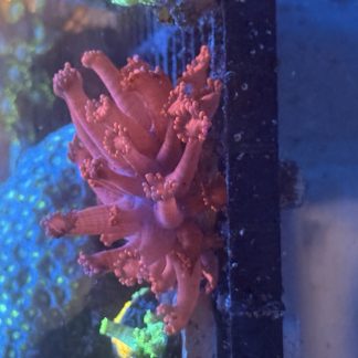 WYSIWYG Red Goniopora
