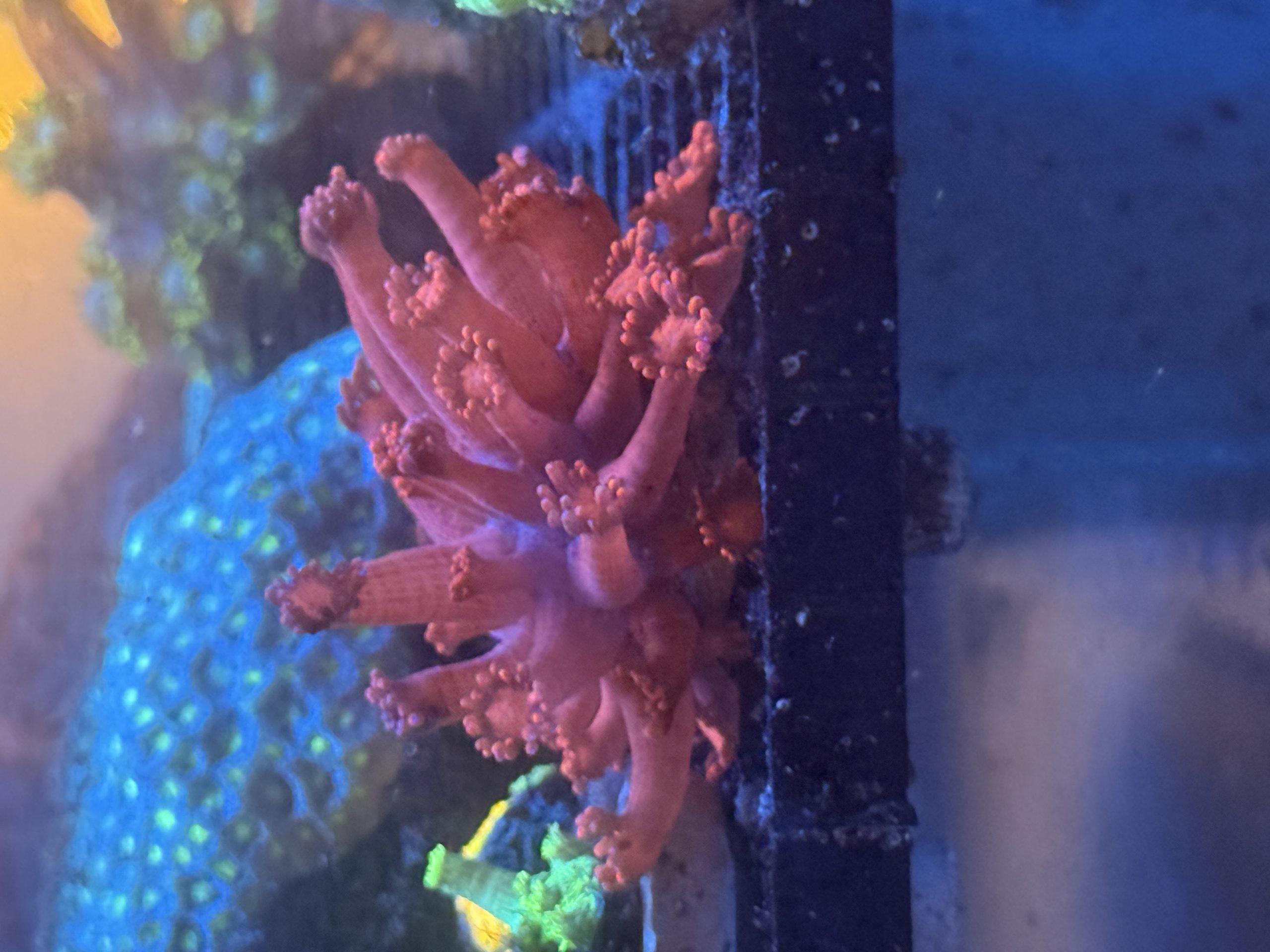 WYSIWYG Red Goniopora