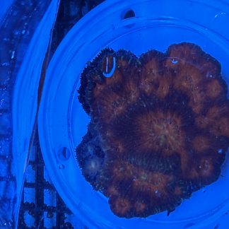 WYSIWYG Red LPS Coral