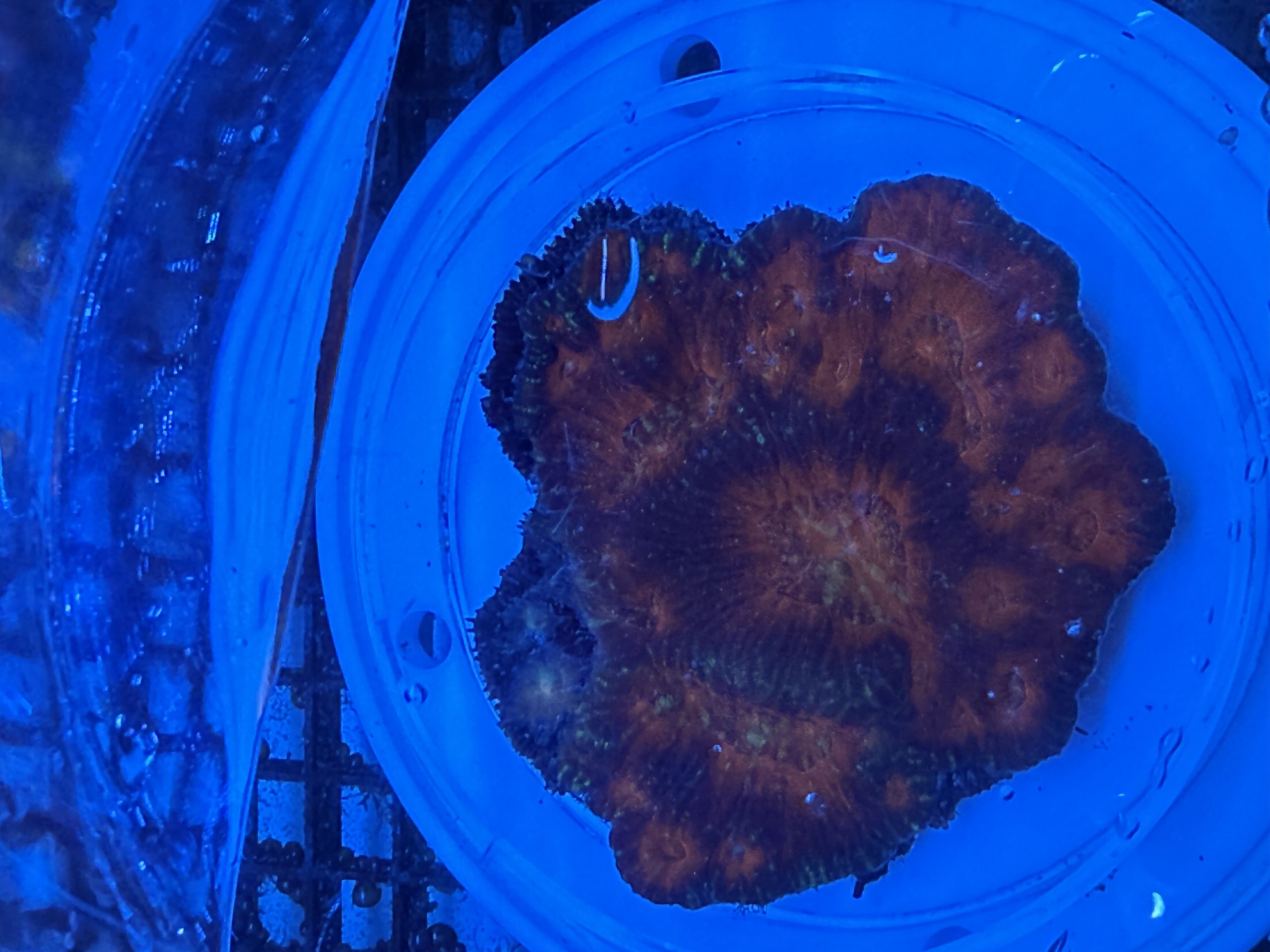 WYSIWYG Red LPS Coral