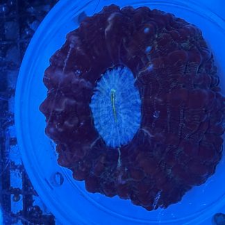WYSIWYG Red Meat Coral (Acanthophyllia)