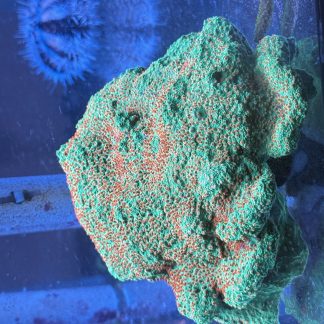 Seasons Greetings Montipora