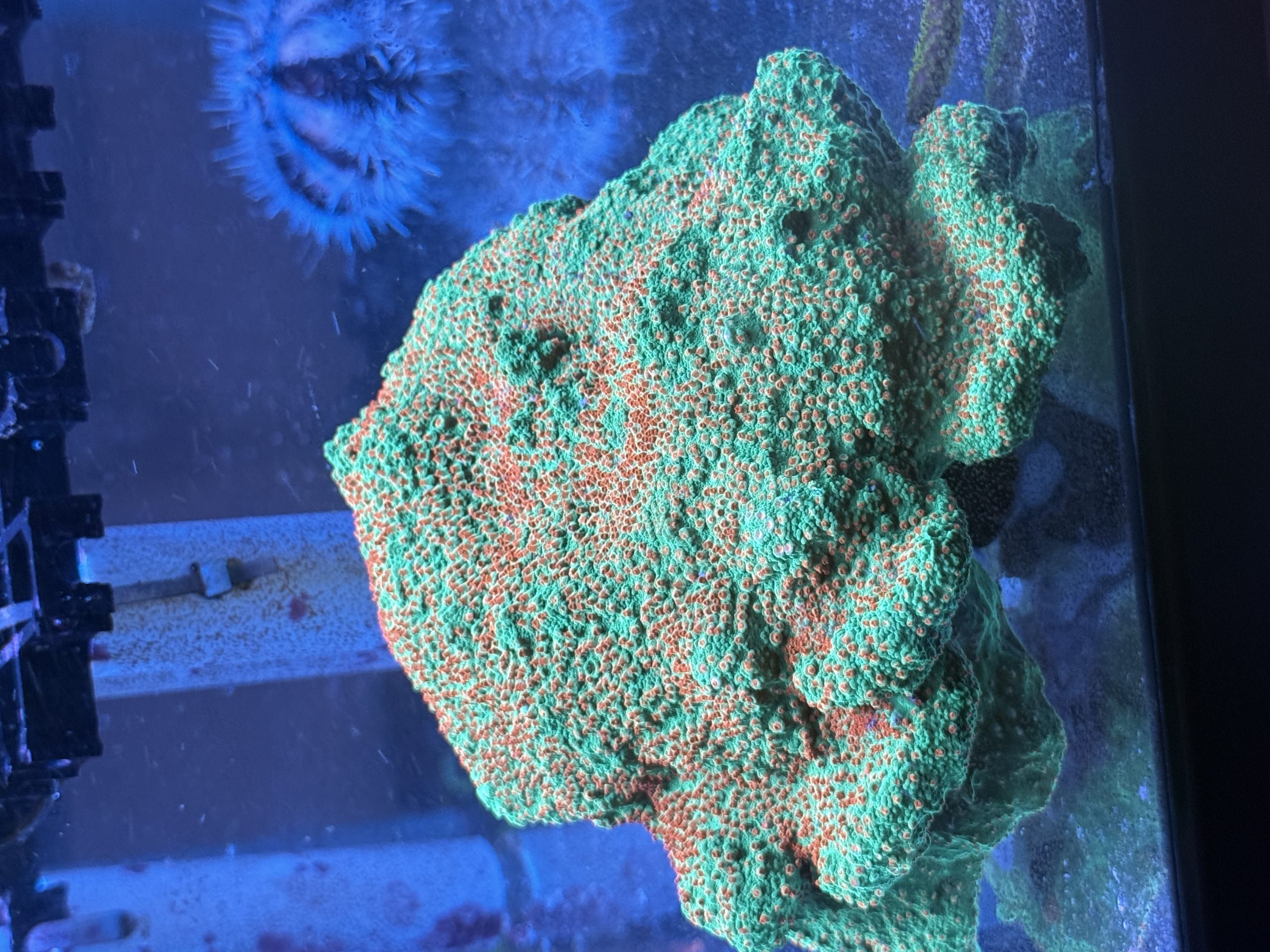 Seasons Greetings Montipora