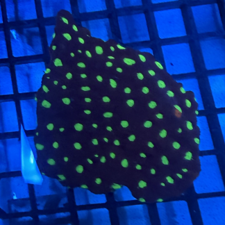 WYSIWYG War Coral