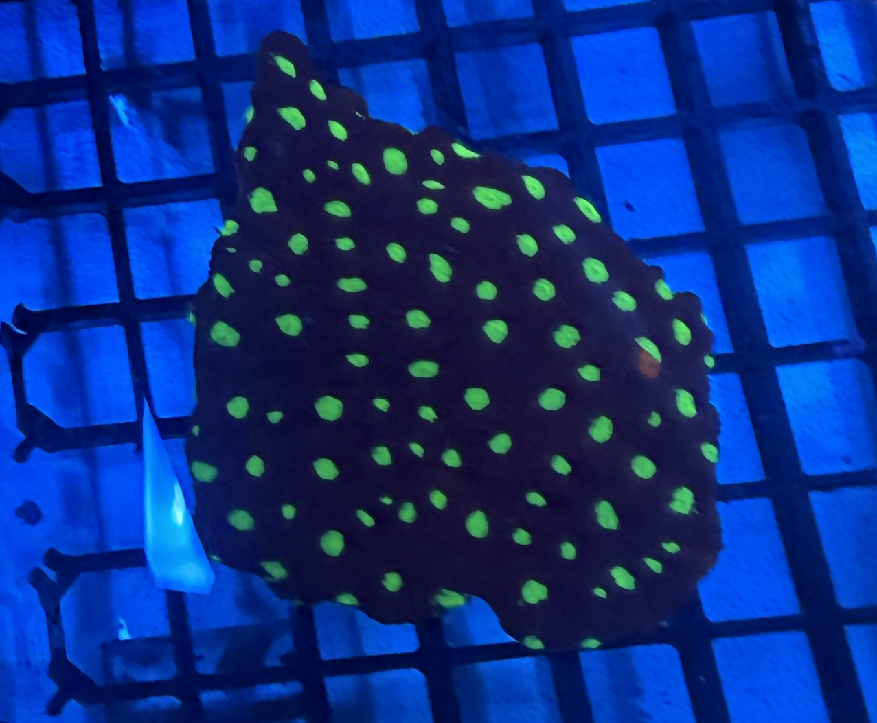 WYSIWYG War Coral
