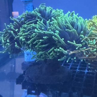 Yellow Tip Torch