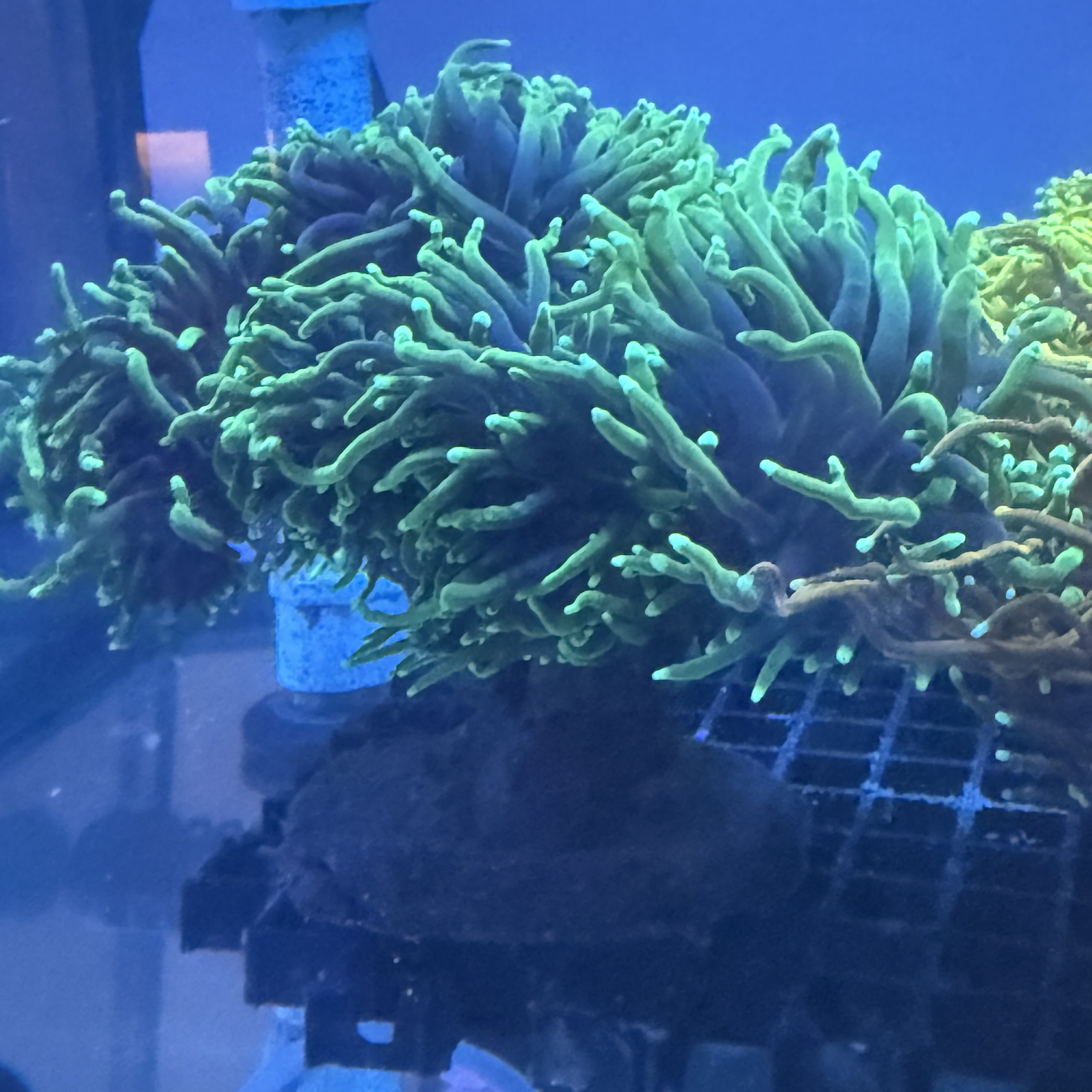 Yellow Tip Torch