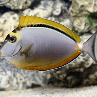Blonde Naso Tang